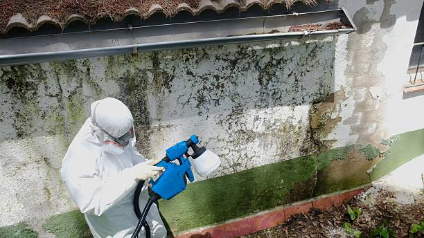 Top rated local Basement Mold Removal specialists in Parrish, FL